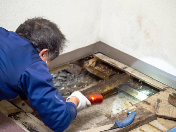 Best Mold Damage Repair  in Pleasant Grove, OH