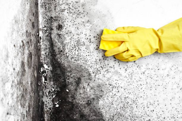 Mold Removal and Inspection in Pleasant Grove, OH