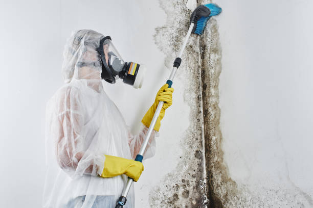 Best Toxic Mold Removal  in Pleasant Grove, OH