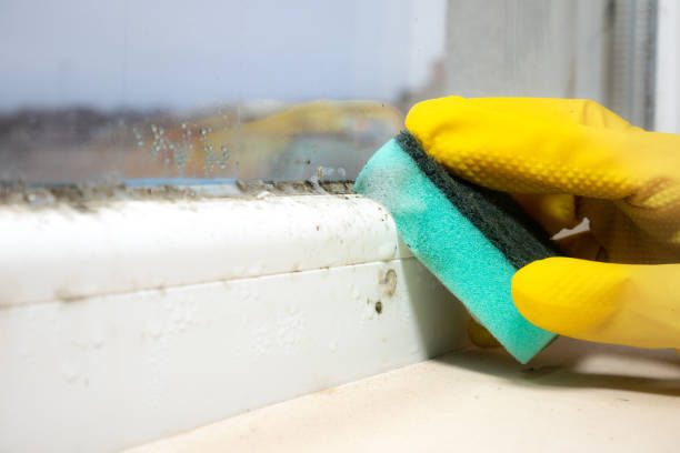 Best Attic Mold Removal  in Pleasant Grove, OH