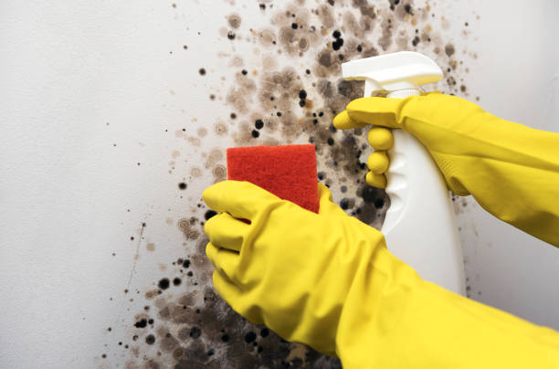 Best Black Mold Removal  in Pleasant Grove, OH