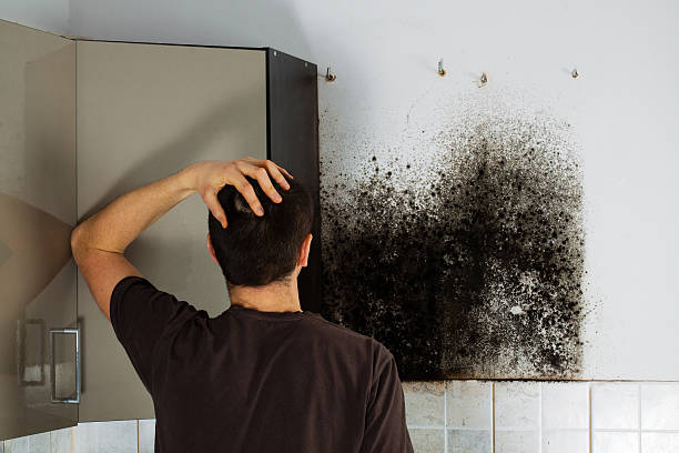 Best Emergency Mold Removal  in Pleasant Grove, OH